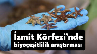 İzmit Körfezi’nde dip çamuru temizliği yapan Büyükşehir, İstanbul Üniversitesi ile