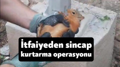 Kocaeli'de 2 duvar arasına sıkışan sincap itfaiye ekiplerini harekete geçirdi.