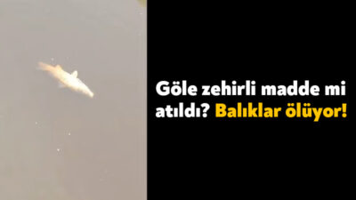 Tarım ve Orman Bakanlığı’na bağlı olan Kavakçılık İşletme bölgesindeki göle
