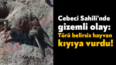 Kandıra’nın Cebeci Sahili’nde türü bilinmeyen bir hayvanın cansız bedeni kıyıya