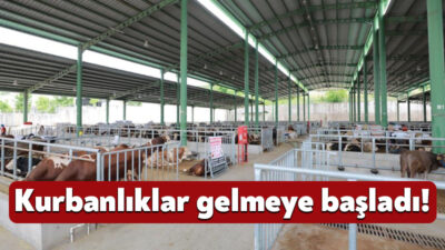 Kurban Bayramı öncesi hazırlıklarını sürdüren İzmit Belediyesi, Modern Hayvan Pazarı’nda
