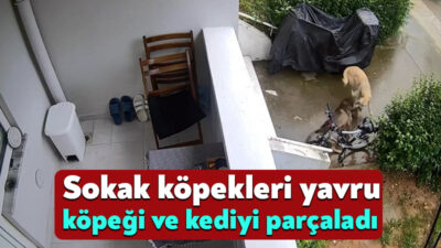 İzmit'te sürü halindeki başıboş sokak köpekleri yavru köpeği parçaladı. Aynı