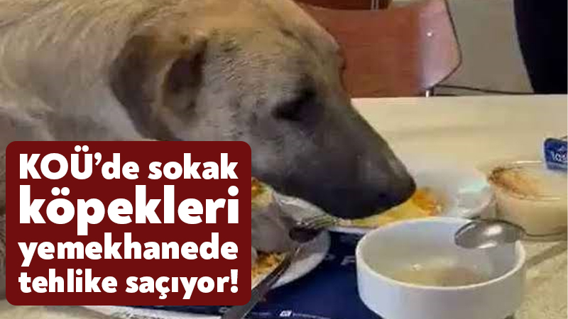 Kocaeli Üniversitesi’nde sokak köpekleri yemekhanede tehlike saçıyor!