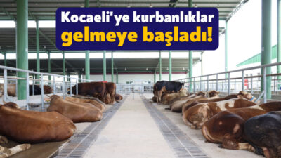 İzmit Belediyesi Modern Hayvan Pazarına farklı illerden kurbanlıklar gelmeye başladı.
