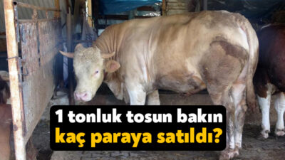 Kocaeli'de Kurban Bayramı'na 25 gün kala 1 ton 100 kilogram
