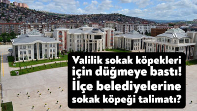 Kocaeli Valiliği sokak köpekleri ile ilgili ilçe belediyelerine talimat verdi.