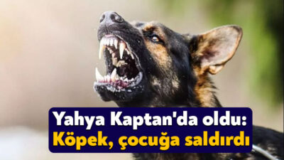 İzmit Belediyesi Veterinerlik İşleri Müdürlüğü ekipleri, 3 Mayıs Perşembe günü