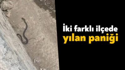 Kocaeli'nin Gölcük ve Körfez ilçelerinde görülen iki farklı yılan