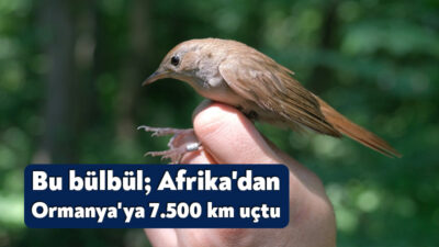 Ormanya Kuş Halkalama İstasyonu’nda halkalanan bülbül, Sahra Altı Afrikası’nda bulunan