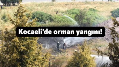 Kocaeli'nin Körfez ilçesinde ormanlık alanda çıkan yangında çoğu çam ağacı