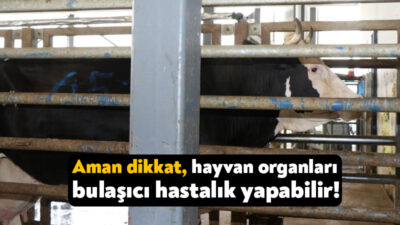 Kocaeli'de veterinerler, Kurban Bayramı'nda kesilen hayvanların organlarının çevreye gelişigüzel atılmasının