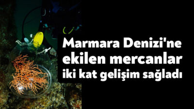 DP World Yarımca ve Deniz Yaşamı Koruma Derneği iş birliğiyle,