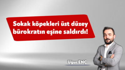 Kocaeli’nin 2 büyük sorunu var. Bunlardan biri sokak köpekleri. Maalesef