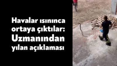 Kocaeli'de havaların ısınmasıyla birlikte yerleşim alanlarında yılanlar görülmeye başladı. Kocaeli