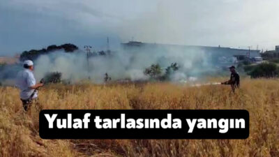 Kocaeli'nin Gebze ilçesinde yulaf ekili tarlada çıkan yangın, itfaiye ekipleri