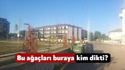 Kartepe’de sağlık ocağının karşısına diklen ağaçların kuruması sonrasında vatandaşlar yetkililere