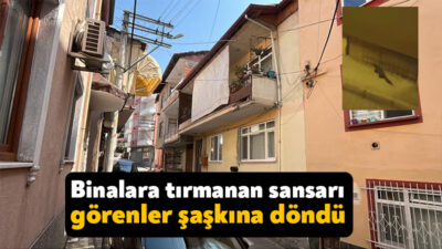 Kocaeli'de gece karanlığında şehre inen ve binaların balkonlarına tırmanan sansarı