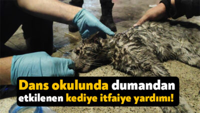 Kocaeli'nin İzmit ilçesinde fırında çıkan yangında dumandan etkilenen kedi, itfaiye
