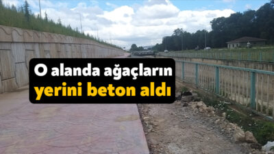 İzmit’tin Yahya Kaptan Mahallesi’nde ağaçların kesilmesinden sonra vatandaşlar ortaya çıkan