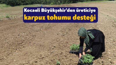 Kocaeli Büyükşehir Belediyesi, Kocaeli’deki üreticilere yüzde 50 oranında hibrit karpuz