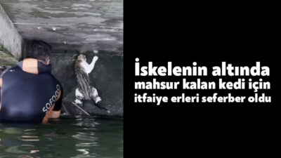 Kocaeli'nin İzmit ilçesinde iskelenin altında mahsur kalan kediyi kurtarmak için