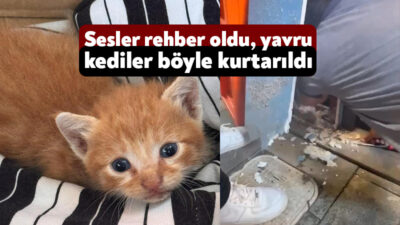 Kocaeli'nin İzmit ilçesinde restoranın çatısından boru içine düşen 2 yavru