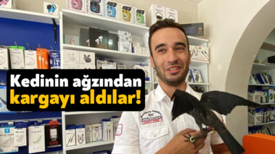 Kocaeli'nin İzmit ilçesinde kedilerin saldırısından kurtarılan karga, baba ve oğlun