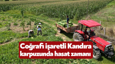 Kocaeli'de yetiştirilmesi desteklenen tescilli Kandıra karpuzunda üreticilerin yaklaşık bir ay