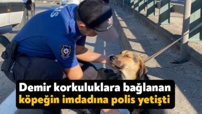 Kocaeli'nin İzmit ilçesinde yol kenarındaki demir korkuluklara bağlanan yaralı köpeğin