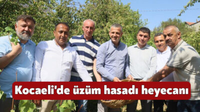 Kocaeli'de çiftçilere verilen destekle üretilen üzümlerin ilk hasadına başlandı. Kendine