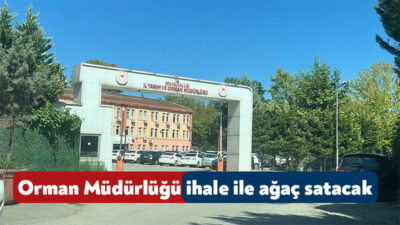Kocaeli Tarım ve Orman İl Müdürlüğü Kocaeli’deki ağaçları satmak için