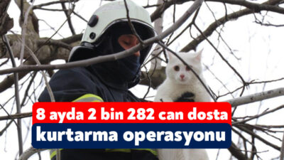 Kocaeli itfaiyesi, 2024 yılının ilk 8 ayında kedi ve köpek