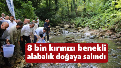 Kocaeli'de balık popülasyonunun artması için çalışmalar sürdürüyor. Daha önce İzmit