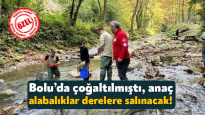 Kocaeli’deki derelerden toplanarak Bolu Abant Alabalık Üretim İstasyonu’nda çoğaltılan alabalıklar