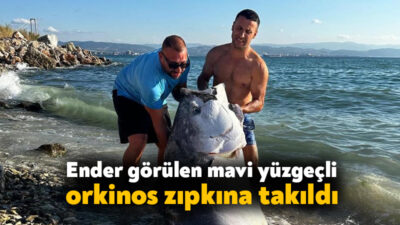 Kocaeli'nin Gebze kıyılarında denize açılan dalgıçlar, zıpkınla 2.5 metre uzunluğunda