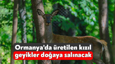 Avrupa'nın en büyük doğal yaşam alanı Ormanya'da üretilen kızıl