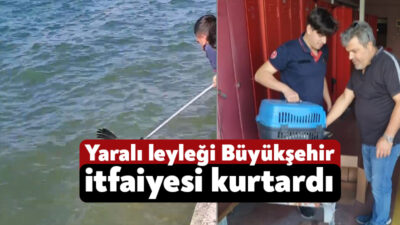 Yaralı olarak denize düşen leyleği Kocaeli Büyükşehir Belediyesi İtfaiye ekipleri