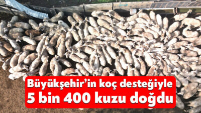 Büyükşehir’in üreticilere sağladığı yüzde 50 hibeli damızlık koç desteğiyle şu