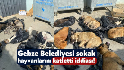 Gebze Belediyesi Sokak Hayvanları Tedavi, Rehabilitasyon ve Eğitim Merkezinin önünde