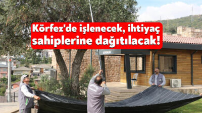 Körfez Belediyesi, ilçede kamuya ait alanlarda yetişen zeytin ağaçlarındaki zeytinleri