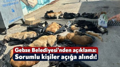 Gebze Belediyesi, Sokak Hayvanları Tedavi, Rehabilitasyon ve Eğitim Merkezinde yaşanan