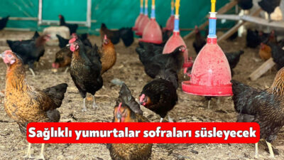 Kocaeli'de yüzde 50 hibeyle yetiştiricilere teslim edilen ATAK-S cinsi tavuklar