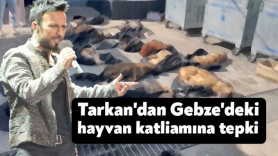 Kocaeli'nin Gebze ilçesinde Gebze Belediyesi Sokak Hayvanları Tedavi, Rehabilitasyon Merkezi'nde