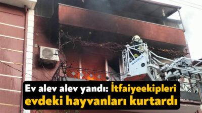 Kocaeli'nin İzmit ilçesinde içerisinde kedi, köpek gibi hayvanların bulunduğu ev