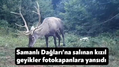 Kocaeli'de hayata geçirilen "Kızıl Geyik Yerleştirme Projesi" kapsamında, eylül ayında
