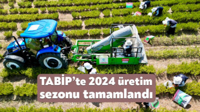 Büyükşehir’in “Tıbbi ve Aromatik Bitki Yetiştiriciliği Projesi” (TABİP) kapsamında sezonun