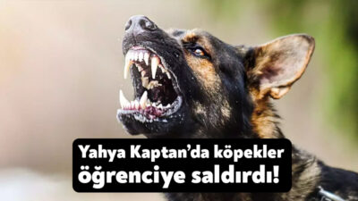 Yahya Kaptan’da başıboş sokak köpeklerinin bir öğrenciyi ısırdığı iddia edildi.