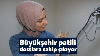 Çayırova’da yaralı halde bulunan yavru kedi, Patilik Mutlu Sokak Hayvanları