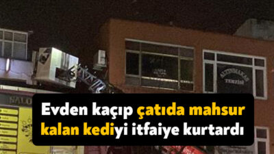 Kocaeli’nin Gebze ilçesinde evden kaçan ve çatıda mahsur kalan kedi