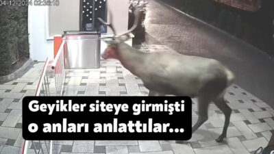 Kocaeli'de yaralı bulunarak tedavisi yapılan ve doğaya salınan geyikler şehre